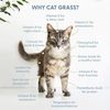 The Cat Ladies Grass Refill Kit 100% Organic 3 Pack 