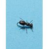 Micro Legs - Black - Floss Fly Tying Material - for ants, beetles, midges, etc.