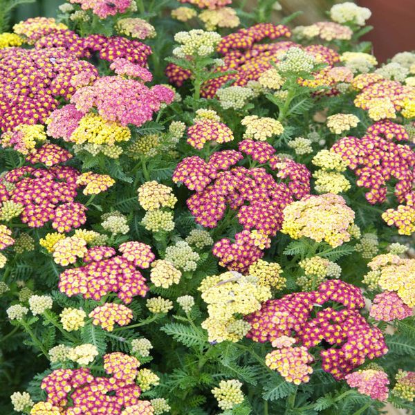 Outsidepride 2000 Seeds Perennial Achillea Ptarmica Yarrow Pastels Garden Flower Seeds for Planting