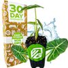 Frydek Elephant Ear - Alocasia - Live Plant