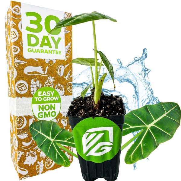 Frydek Elephant Ear - Alocasia - Live Plant
