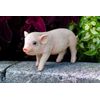 Hi-Line Gift Ltd Stanading Baby Pig, 5"
