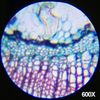 120X-1200X 52- Microscope Kit Metal Body Microscope AmScope pcs Kids Beginner 