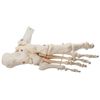 monolife Foot Bone Model, Foot Joint Model, Ankle Right Leg Specimen (Ankle Fixed Type, Left Foot)