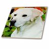 3dRose Light Cream Labrador - Ceramic Tile, 4-inch (ct_655_1)