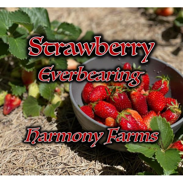 Strawberry | Everbearing | LIVE POTTED PLANT