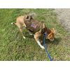 Dog Harness Lightweight Tactical Working Dog Training Molle Vest Pull Free