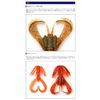 Keitech Hyperspider 3.2" #445 Electric Shrimp