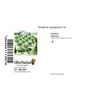 OliveNation Popping Sorghum - 8 ounces