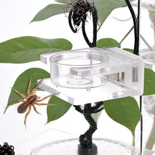 1 Pcs Jumping Spider Feeding Dish Transparent Acrylic Magnetic Tiny Tarantula Food Bowl Water Dish for Jumping Spider Tarantula Spider (3.9 x 2.9 x 3.1 Inch)