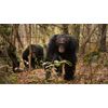 WILDE DYNASTIEN - Die Clans der Tiere [2 DVDs]