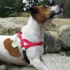 Ultrahund 'Freedom' No-Pull Harness, Small, Yellow