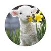 Cute Lamb Pop Socket PopSockets PopGrip: Swappable Grip for Phones & Tablets