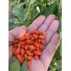 3 goji berry live plants with bare root and 3 live Cuttings without root