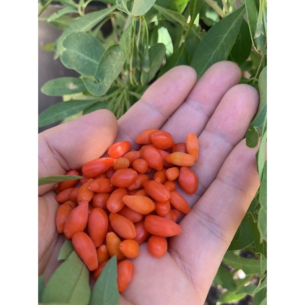 3 goji berry live plants with bare root and 3 live Cuttings without root