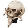 XIMINZ Shift Knob Automatic Skull Shape Universal Gear Knob Replacement with 3 Adapter White