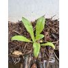 Calendula Plant Start – Organic Heirloom Marigold | Pollinator Friendly