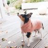 HUNTER Dog pullover Rögla, 30 cm light pink