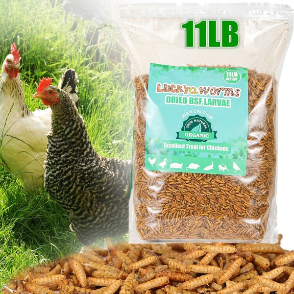 11LBS Non-GMO Dried BSF Larva Fit Wild Bird Food Treats Chickens Reptile Turtles