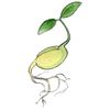Organic liquid nutrient for hydroponics Bloom Plant Nutrients