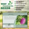Outsidepride 200 Seeds Biennial Milk Thistle Herb Seeds for Planting