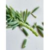DIY Succulent Garden Kit (White Pot) - 3”