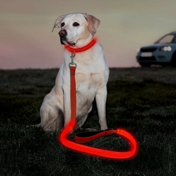 Royal Animals 104057 LED Dog Leash