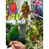 The AVIATOR Pet Bird Harness and Leash: Medium Blue