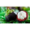 digestive supplement - MANGOSTEEN Extract Complex - antioxidant formula 2 Bottle