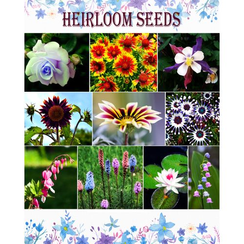 5G Multicolored Susan Seeds Attracts Butterflies Plant in Your Flower Garden