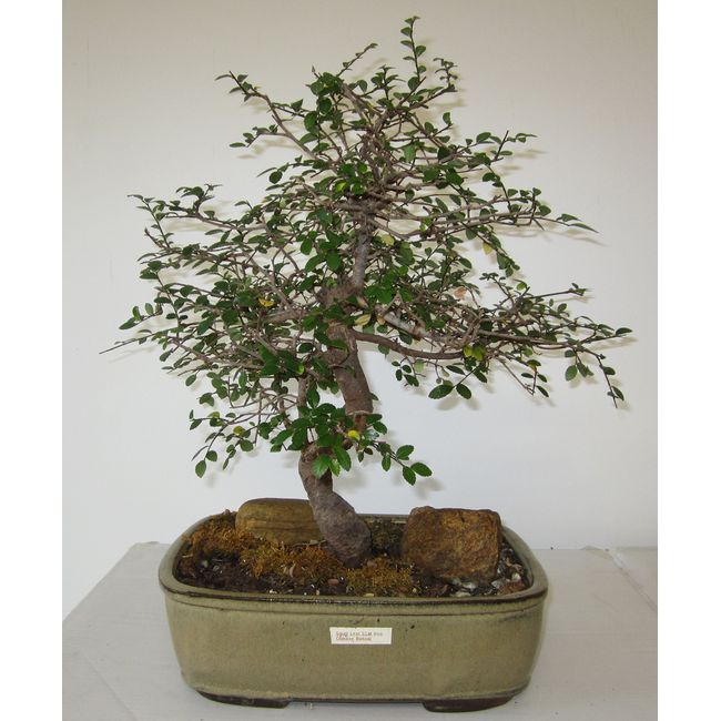 [Bonsai Gardens] Highest Quality, Small Small Leaf Elm Bonsai Tree