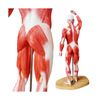 EVOTECH Human Muscle Model-20" Miniature Muscular System Model, Human Muscula...