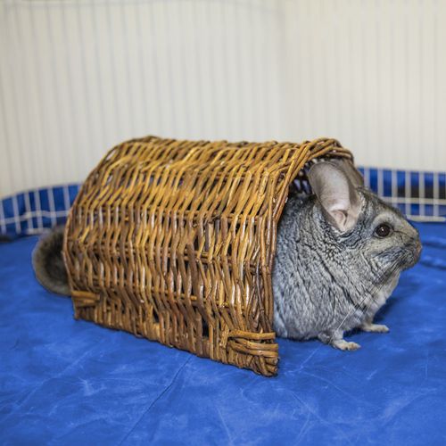 Ware Manufacturing Hand Woven Willow Twig Tunnel Small Pet Hideout, Large
