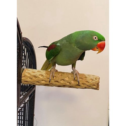 Polly's Beach Sands Nail Trimming Bird Cage Perch for Parakeets, Cockatiels, Amazons, Grays, Cockatoos, Macaws, eclectus and Many Other Birds (Medium, Brown)