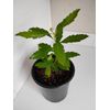 Southern Wax Myrtle, 1 Gallon Pot.