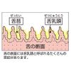 Shrimp Soft Tongue Cleaner, Assorted Colors, Set of 2, 2 Pieces (x1)