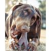 PET TOY DG BONE BACON 7"