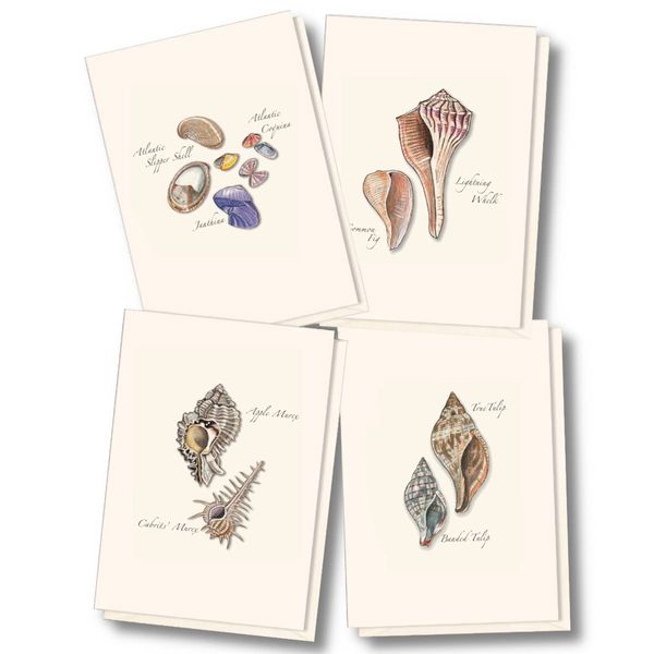 Earth Sky + Water - Seashell Assortment Notecard Set - 8 Blank Cards with Envelopes (2 each of 4 styles)