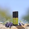 Primavera Essential Oil Lavender Fine Organic / Demeter 5 ml