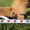 'Red Panda' Dog Lead/Leash (DL00010857)