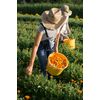 Weleda 75ml Calendula Toothpaste
