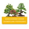 Flower 10724 – Liquid Bonsai Compost, 300 ml.