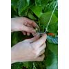 Palram Canopia Greenhouse Accessory Trellising Kit Pro