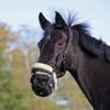 Shires FreeGraze AirFlow Grazing Muzzle - Black Pony