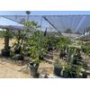 DRAGON FRUIT  CUTTING 10-14 Inches Check Description