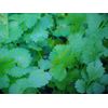 FRESH  ORGANIC  HERB  CILANTRO  SEEDS    80 SEEDS