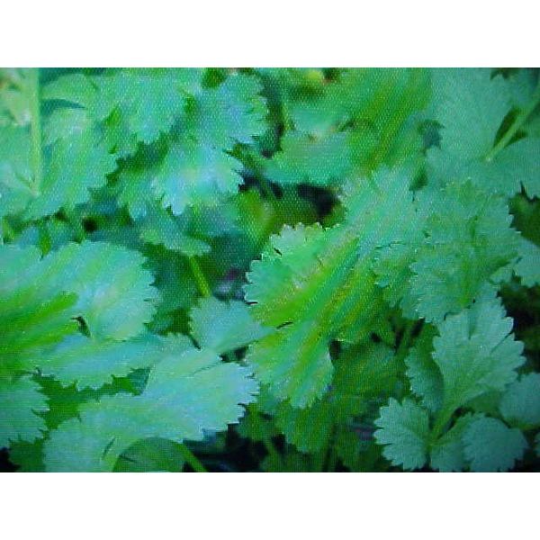 FRESH  ORGANIC  HERB  CILANTRO  SEEDS    80 SEEDS