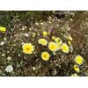 Desert Dandelion Seeds (Malacothrix glabrata) -30 seeds-