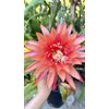 Epiphyllum Orchid Cactus “Crystal Flash ” 8inch Cutting Stem, Unrooted.