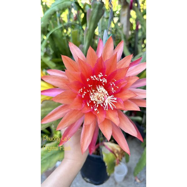 Epiphyllum Orchid Cactus “Crystal Flash ” 8inch Cutting Stem, Unrooted.